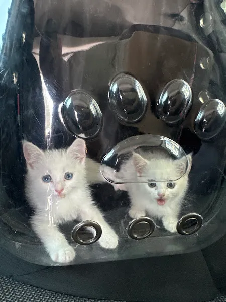 VetClub Veteriner Kliniği foto 2