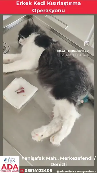 Ada Veteriner Kliniği foto 2