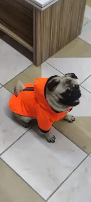 Pet House Veteriner Kliniği