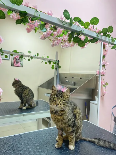 Göksu Veteriner Kliniği & Pet Kuaför foto 2
