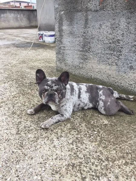 Alfa Petshop foto 2