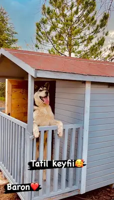 Ankara Köpek Eğitim Merkezi Ve Oteli fotoğrafı