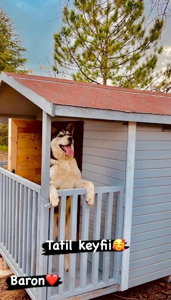 Ankara Köpek Eğitim Merkezi Ve Oteli foto 1
