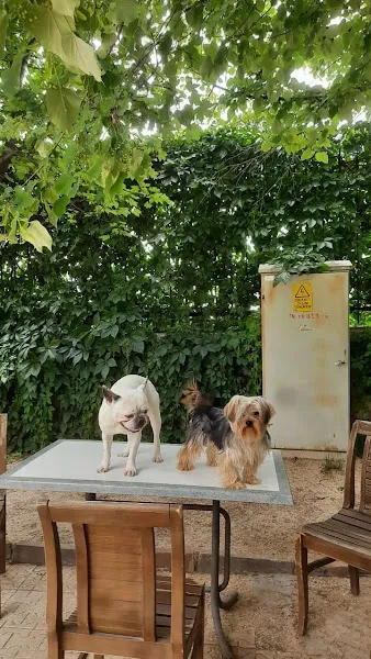 Ankara Köpek Eğitim Merkezi Ve Oteli foto 2