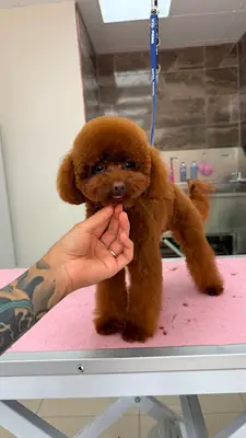 Vini Pet Kuaför fotoğrafı