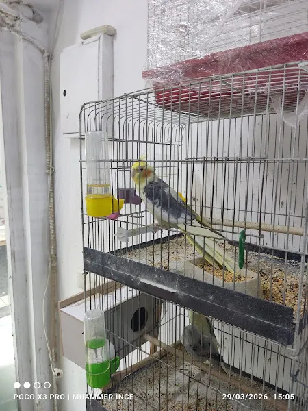 İnce Petshop foto 2