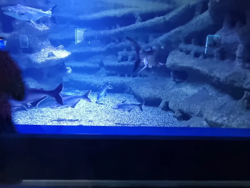 Temel Petshop Tarsus foto 2