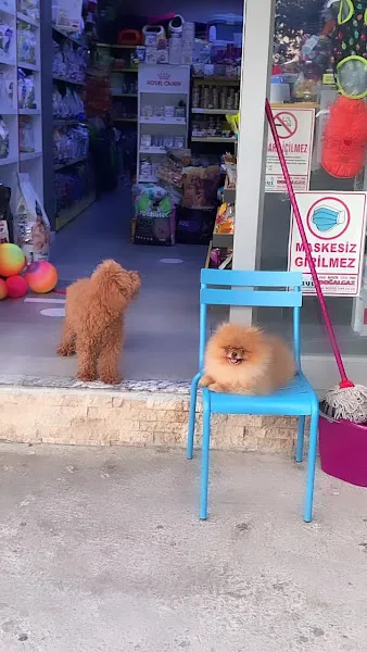 İzmir Petshop foto 2