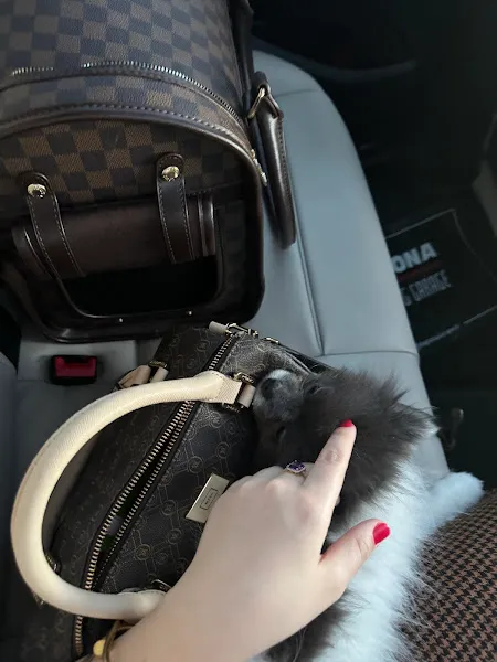 Patibul - Evcil Hayvanlar Sahiplendirme İlanları | Kedi ve Köpek İlanları foto 2