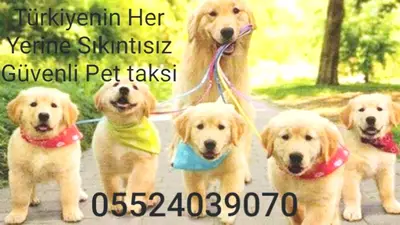 Pet taksi
