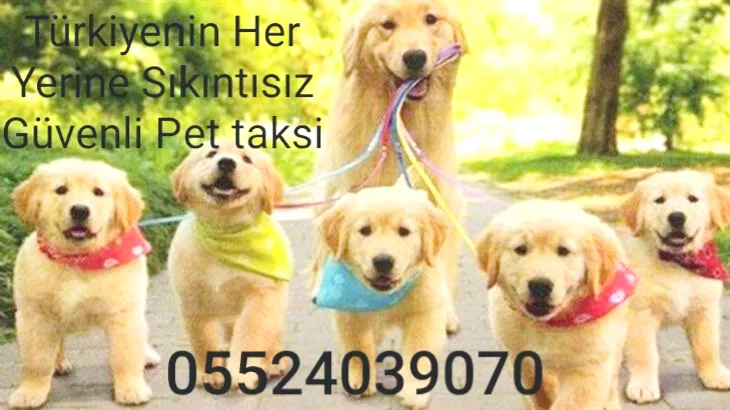 Pet taksi foto 1