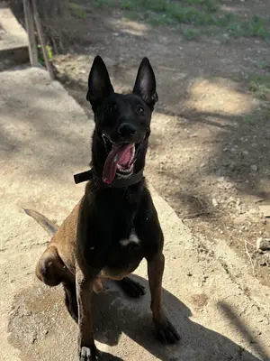 Hatay köpek eğitim merkezi