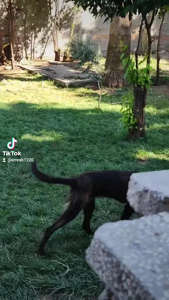 Hatay köpek eğitim merkezi foto 2