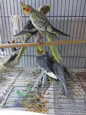 Fatih Pet Shop