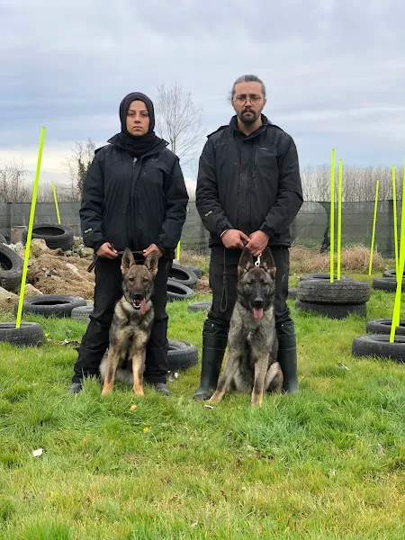 Düzce dog academy köpek eğitim merkezi foto 1
