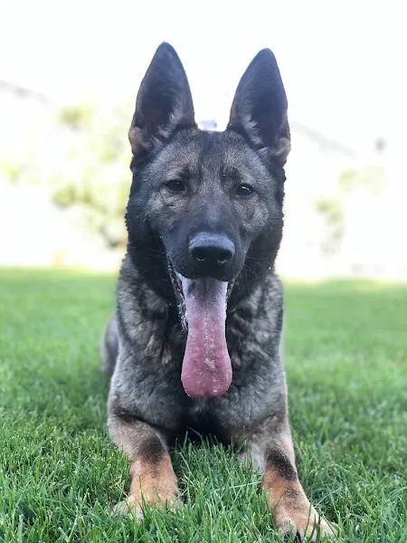 Düzce dog academy köpek eğitim merkezi foto 2