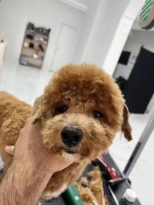 Studio Grooming By Doğukan Karakaş fotoğrafı