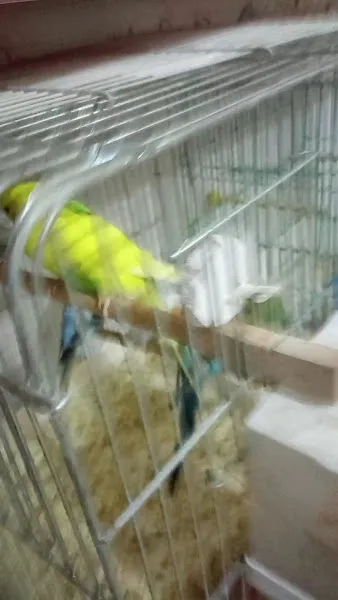 Çinar petshop foto 2