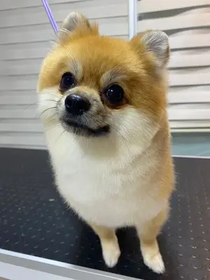 elite pet kuaför fotoğrafı