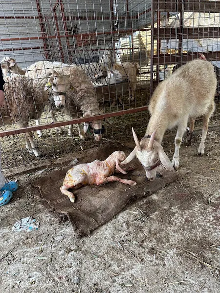 Seydikemer Veteriner Kliniği foto 2