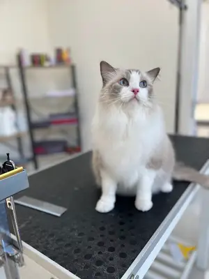 Mia petshop & Petkuaför