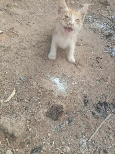 Mersin B.B Kedi Köpek Rehabilitasyon Merkezi foto 2