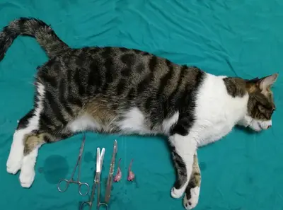 Nizip Veteriner Kliniği