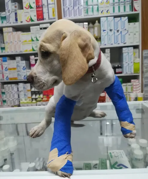 Nizip Veteriner Kliniği foto 2