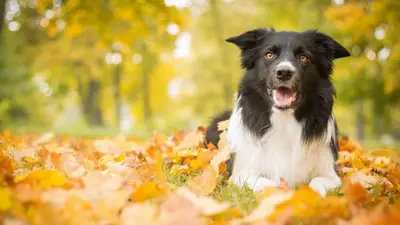 Positive Köpek Eğitim Akademisi A.Ş. Ankara fotoğrafı