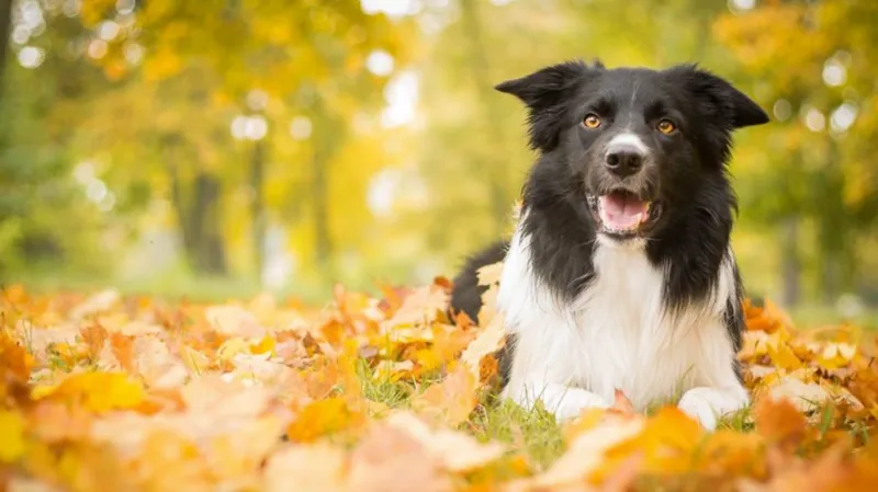 Positive Köpek Eğitim Akademisi A.Ş. Ankara foto 1