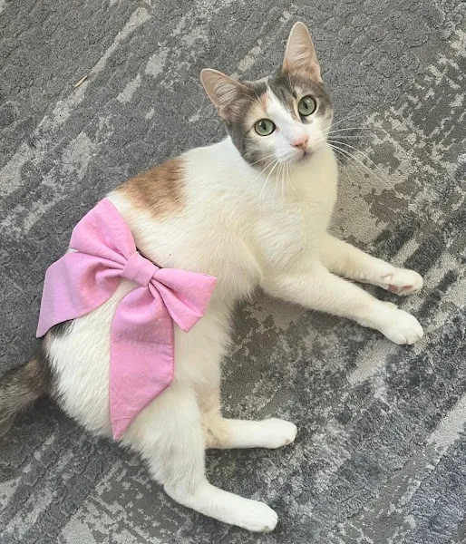 Pet Taksiniz foto 2