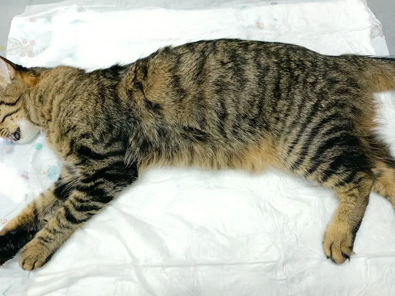Özel Uzman Baytar Veteriner Kliniği foto 2