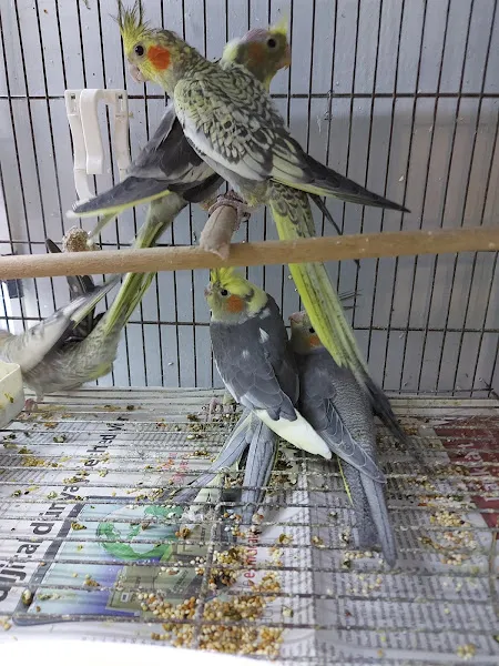 Petshopcum 37 foto 2