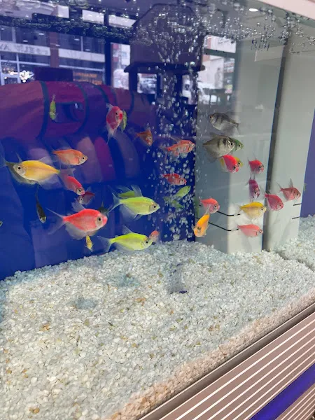 Pavla Pet Shop foto 2