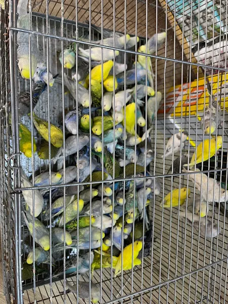 Koca Pati Petshop foto 2