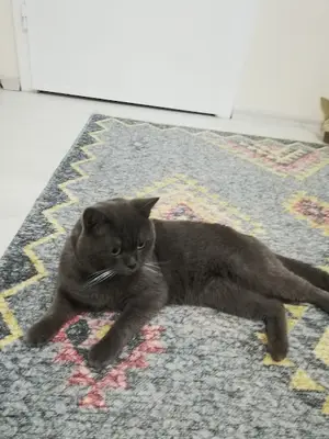 Ereğli Pet Life
