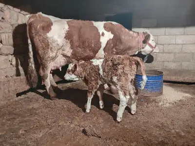 Şahin Veteriner Kliniği