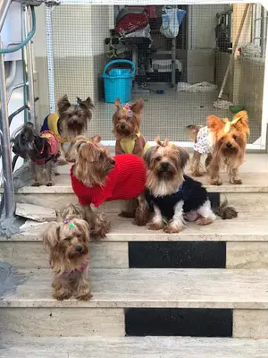 Trakya Köpek Evi & Pet Kuaför fotoğrafı