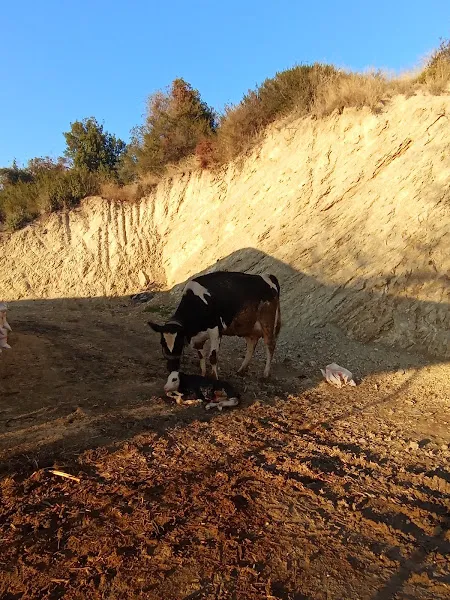 SUMBAS VETERİNER KLİNİĞİ foto 2