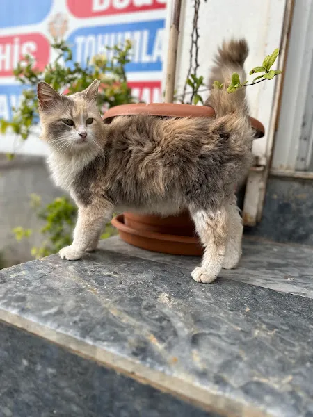 Halfeti gökçek Veteriner kliniği foto 2