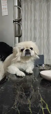 CANDOSTUM PETSHOP
