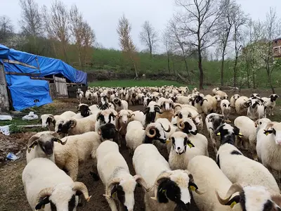 Hayvan Bakım Oteli ve İnek Kiralama Merkezi