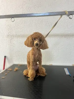Marla pet kuaför fotoğrafı