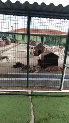 Edirne Canlı Hayvan Alım Satım Yeri fotoğrafı