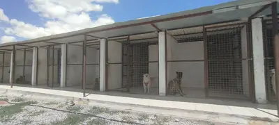 Kayseri köpek eğitim merkezi