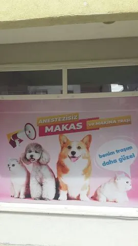 Şanslı Pet Kuaför foto 1