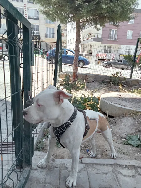 Yenimahalle Veteriner Kliniği foto 2