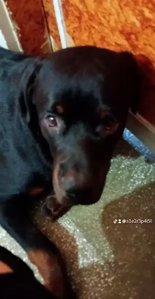 Demetevler Veteriner Kliniği foto 2