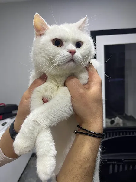Ovacık animal love veteriner kliniği foto 1
