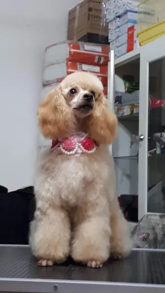 Elif Veteriner Kliniği foto 2
